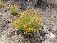 desert yellow fleabane (<em>Erigeron linearis</em>)