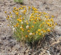 desert yellow fleabane (<em>Erigeron linearis</em>)