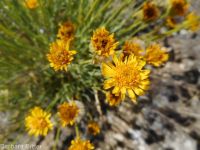desert yellow fleabane (<em>Erigeron linearis</em>)