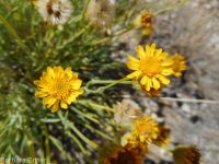 desert yellow fleabane (<em>Erigeron linearis</em>)