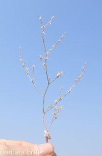 Eriogonum baileyi var. praebens