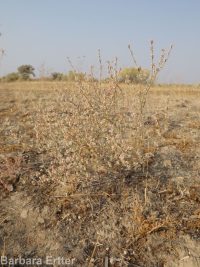 Eriogonum baileyi var. praebens