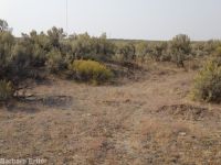 Eriogonum baileyi var. praebens