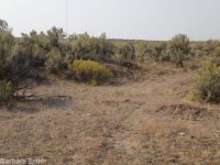 Eriogonum baileyi var. praebens