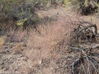 Eriogonum baileyi var. praebens