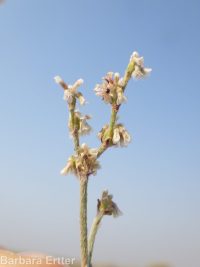 Eriogonum baileyi var. praebens