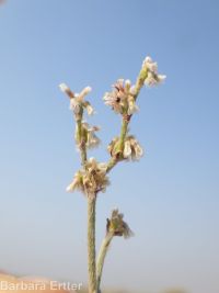 Eriogonum baileyi var. praebens