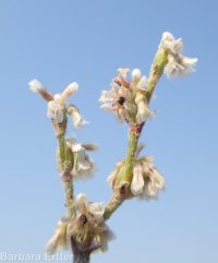 Eriogonum baileyi var. praebens