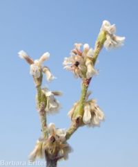 Eriogonum baileyi var. praebens