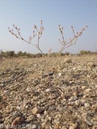 Eriogonum baileyi var. praebens