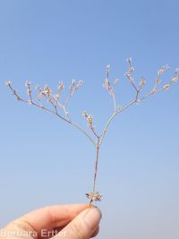 Eriogonum baileyi var. praebens