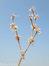 Eriogonum baileyi var. praebens