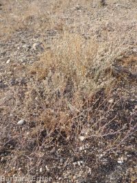 Eriogonum baileyi var. praebens