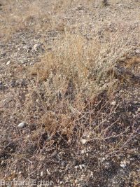 Eriogonum baileyi var. praebens