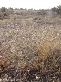 Eriogonum baileyi var. praebens
