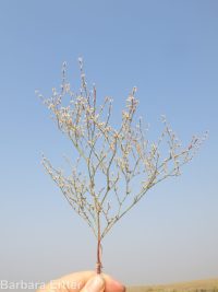 Eriogonum baileyi var. praebens