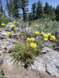 Piper's buckwheat (<em>Eriogonum flavum var. piperi</em>)