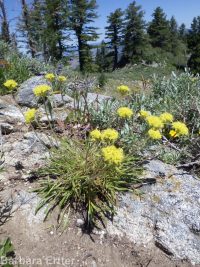 Piper's buckwheat (<em>Eriogonum flavum var. piperi</em>)