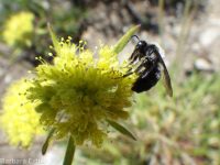 Piper's buckwheat (<em>Eriogonum flavum var. piperi</em>)