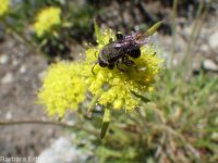 Piper's buckwheat (<em>Eriogonum flavum var. piperi</em>)