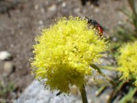 Piper's buckwheat (<em>Eriogonum flavum var. piperi</em>)