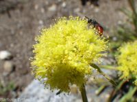 Piper's buckwheat (<em>Eriogonum flavum var. piperi</em>)