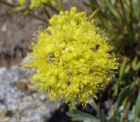 Piper's buckwheat (<em>Eriogonum flavum var. piperi</em>)