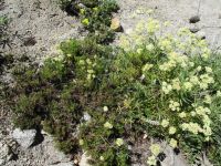 Wyeth's or parsnip-flowered buckwheat (<em>Eriogonum heracleoides var. heracleoides</em>)