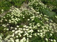 Wyeth's or parsnip-flowered buckwheat (<em>Eriogonum heracleoides var. heracleoides</em>)