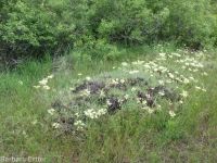 Wyeth's or parsnip-flowered buckwheat (<em>Eriogonum heracleoides var. heracleoides</em>)