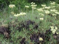 Wyeth's or parsnip-flowered buckwheat (<em>Eriogonum heracleoides var. heracleoides</em>)