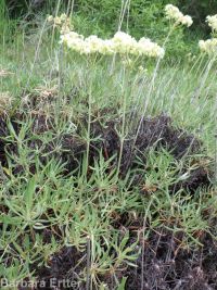 Wyeth's or parsnip-flowered buckwheat (<em>Eriogonum heracleoides var. heracleoides</em>)