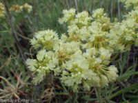 Wyeth's or parsnip-flowered buckwheat (<em>Eriogonum heracleoides var. heracleoides</em>)
