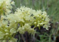 Wyeth's or parsnip-flowered buckwheat (<em>Eriogonum heracleoides var. heracleoides</em>)