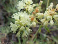 Wyeth's or parsnip-flowered buckwheat (<em>Eriogonum heracleoides var. heracleoides</em>)
