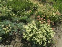 Wyeth's or parsnip-flowered buckwheat (<em>Eriogonum heracleoides var. heracleoides</em>)