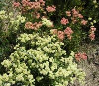 Wyeth's or parsnip-flowered buckwheat (<em>Eriogonum heracleoides var. heracleoides</em>)
