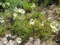 Wyeth's or parsnip-flowered buckwheat (<em>Eriogonum heracleoides var. heracleoides</em>)