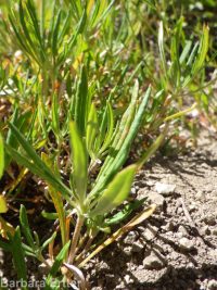 Wyeth's or parsnip-flowered buckwheat (<em>Eriogonum heracleoides var. heracleoides</em>)