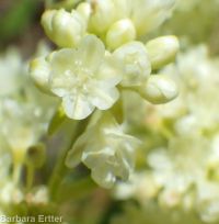 Wyeth's or parsnip-flowered buckwheat (<em>Eriogonum heracleoides var. heracleoides</em>)