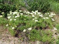 Wyeth's or parsnip-flowered buckwheat (<em>Eriogonum heracleoides var. heracleoides</em>)