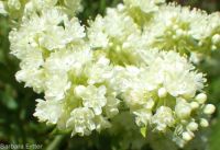 Wyeth's or parsnip-flowered buckwheat (<em>Eriogonum heracleoides var. heracleoides</em>)