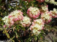 Wyeth's or parsnip-flowered buckwheat (<em>Eriogonum heracleoides var. heracleoides</em>)