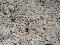 unarmed buckwheat (<em>Eriogonum inerme var. inerme</em>)