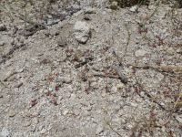 unarmed buckwheat (<em>Eriogonum inerme var. inerme</em>)