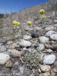 yellow cushion buckwheat (<em>Eriogonum ovalifolium var. ovalifolium</em>)