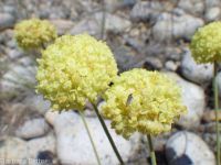 yellow cushion buckwheat (<em>Eriogonum ovalifolium var. ovalifolium</em>)