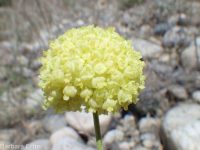 yellow cushion buckwheat (<em>Eriogonum ovalifolium var. ovalifolium</em>)