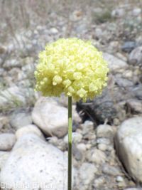 yellow cushion buckwheat (<em>Eriogonum ovalifolium var. ovalifolium</em>)