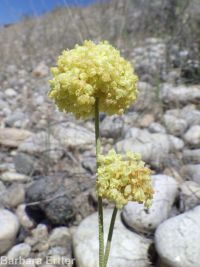 yellow cushion buckwheat (<em>Eriogonum ovalifolium var. ovalifolium</em>)